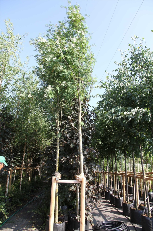 Рябина обыкновенная Эдулис (Sorbus aucuparia 'Edulis')
