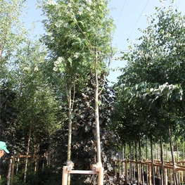 Рябина обыкновенная Эдулис (Sorbus aucuparia 'Edulis')