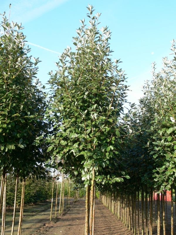 Рябина круглолистная Магнифика (Sorbus aria 'Magnifica')