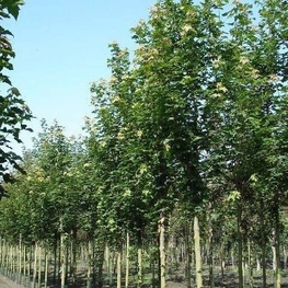Рябина промежуточная Брауверс (Sorbus intermedia 'Brouwers')