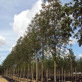 Рябина обыкновенная (Sorbus aucuparia)