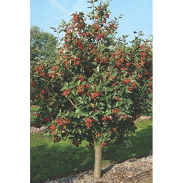 Рябина промежуточная (Sorbus intermedia)