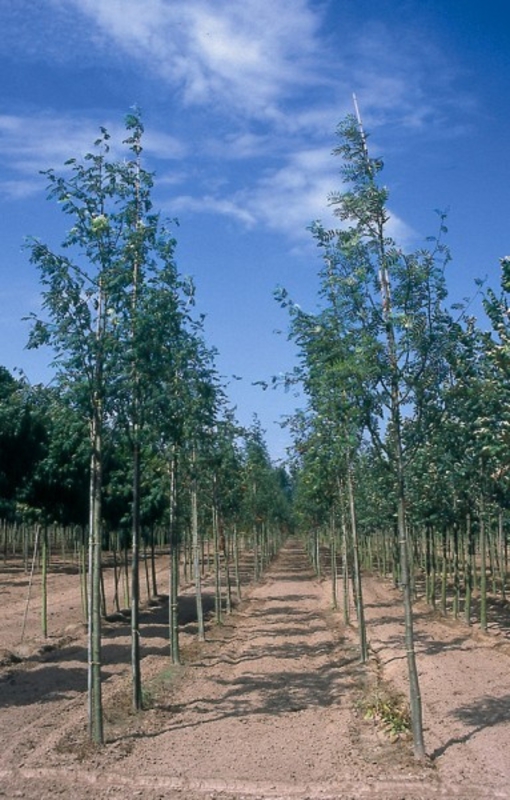 Рябина обыкновенная Веттра (Sorbus aucuparia 'Wettra')