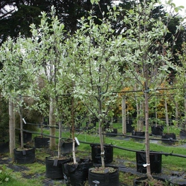 Рябина круглолистная Лютесценс (Sorbus aria 'Lutescens')