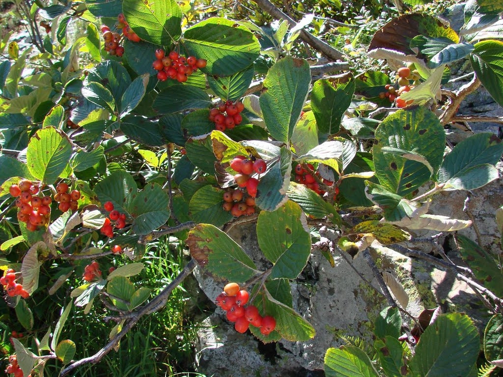 Рябина ольхолистная (Sorbus alnifolia)