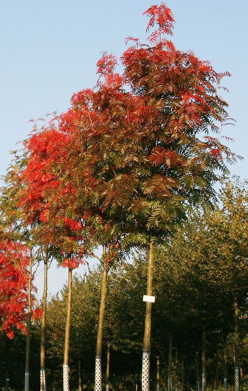 Рябина смешанная Додонг (Sorbus commixta 'Dodong')