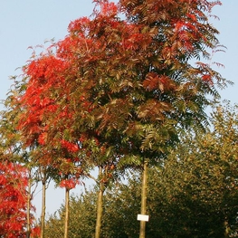 Рябина смешанная Додонг (Sorbus commixta 'Dodong')