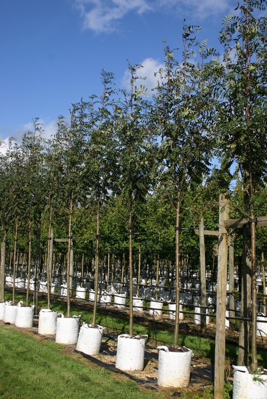 Рябина обыкновенная Россика Майор (Sorbus aucuparia 'Rossica Major')