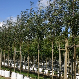 Рябина обыкновенная Россика Майор (Sorbus aucuparia 'Rossica Major')