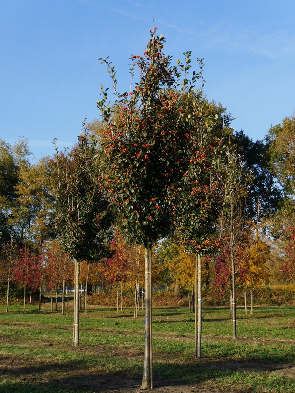 Рябина Ария (Sorbus aria)