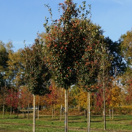 Рябина Ария (Sorbus aria)