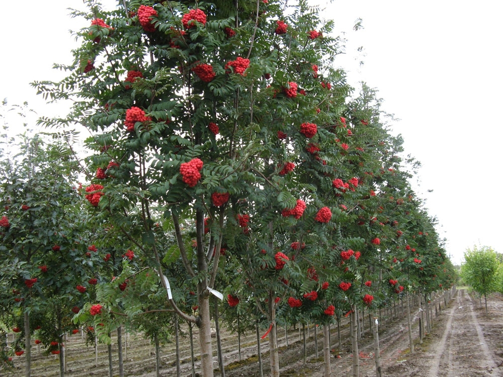 Рябина Алая крупная (Sorbus 'Alaja Krupnaja')