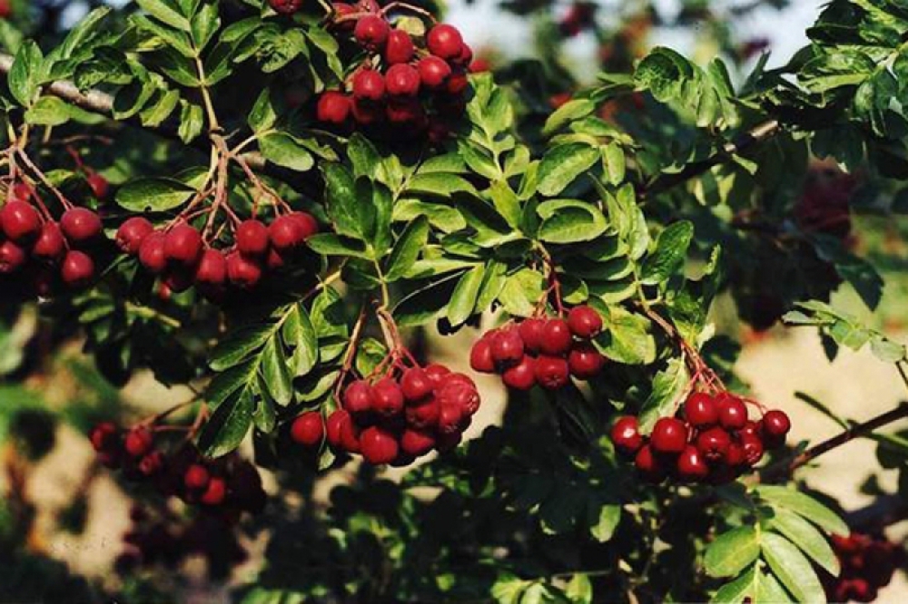 Рябина обыкновенная Рубиновая (Sorbus aucuparia 'Rubinovaja')
