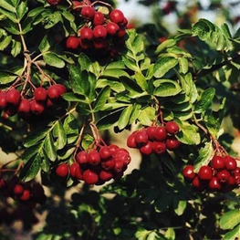 Рябина обыкновенная Рубиновая (Sorbus aucuparia 'Rubinovaja')