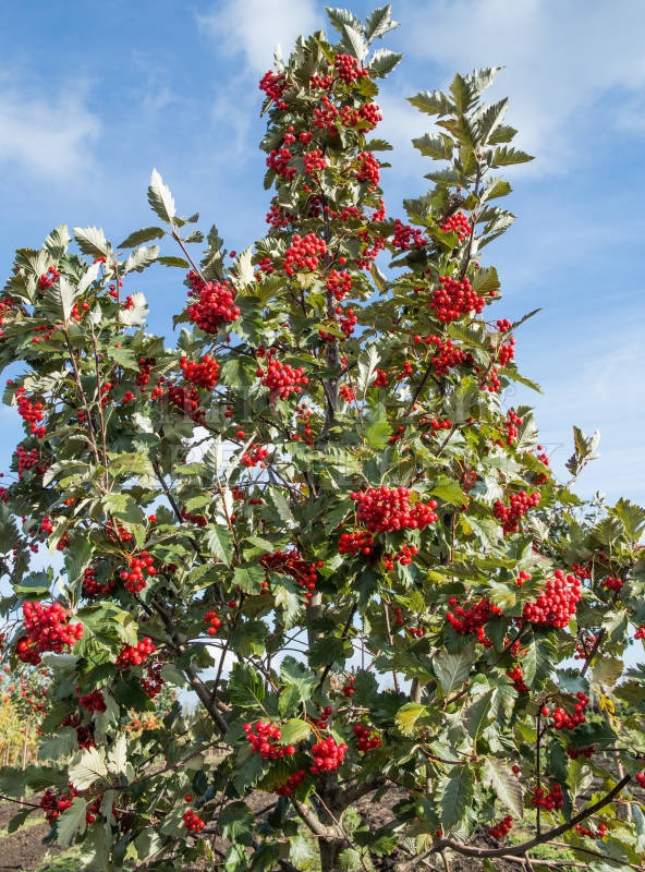 Рябина промежуточная (Sorbus intermedia)