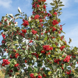 Рябина промежуточная (Sorbus intermedia)