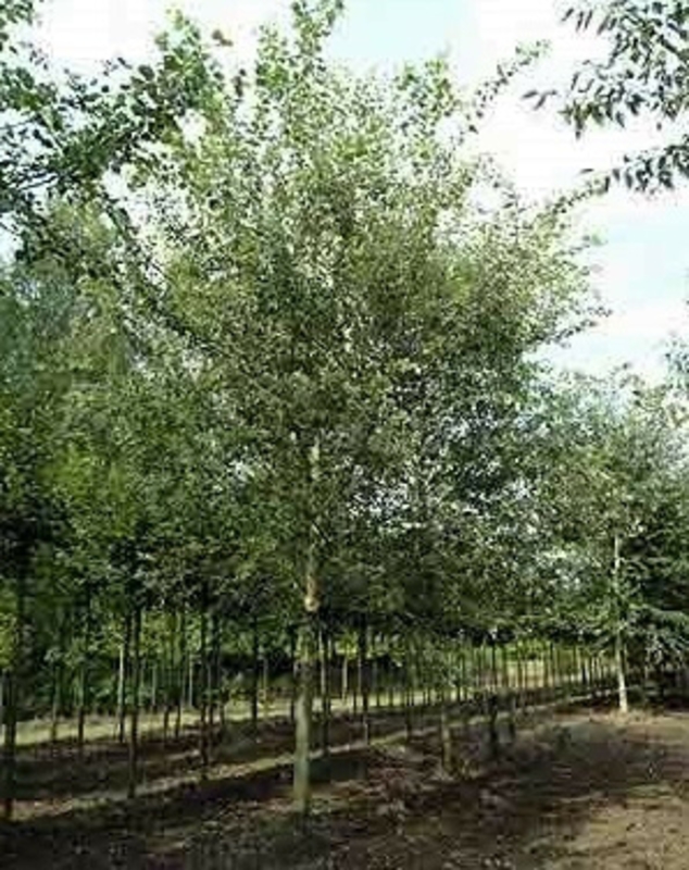 Тополь белый Нивея (Populus alba 'Nivea')