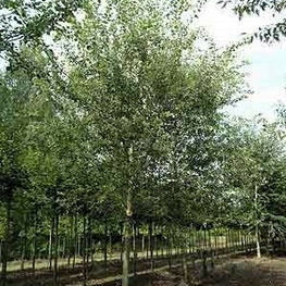 Тополь белый Нивея (Populus alba 'Nivea')