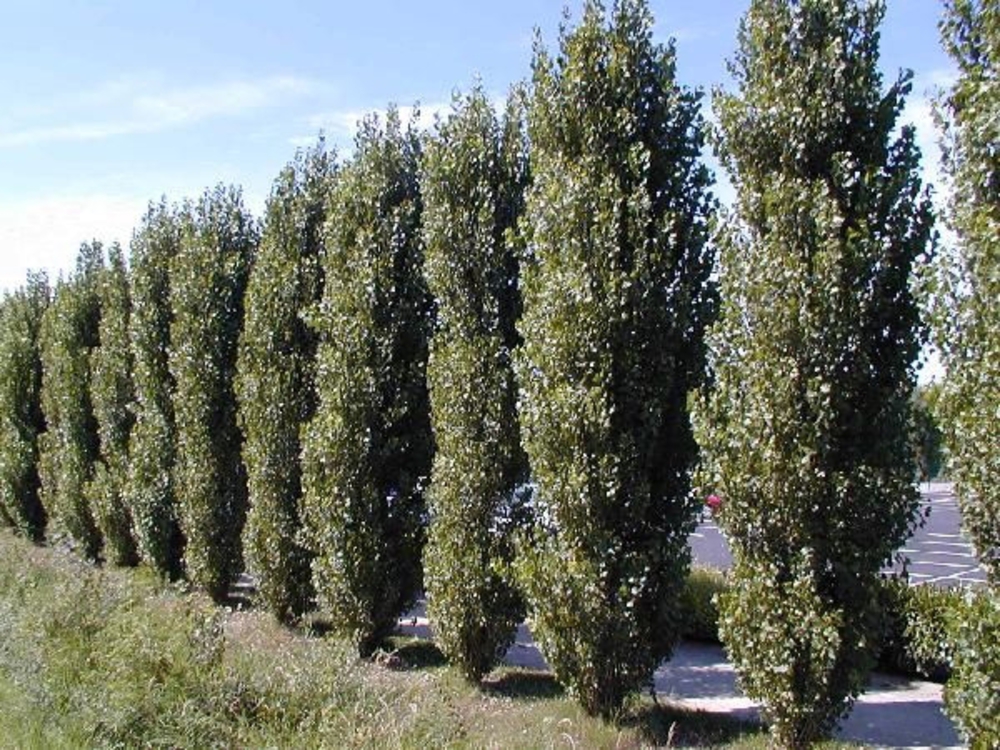 Тополь черный (Populus nigra)