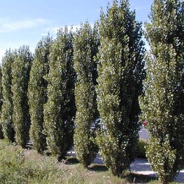 Тополь черный (Populus nigra)