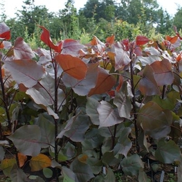 Тополь дельтовидный Пёрпл Тауэр (Populus deltoides 'Purple Tower')