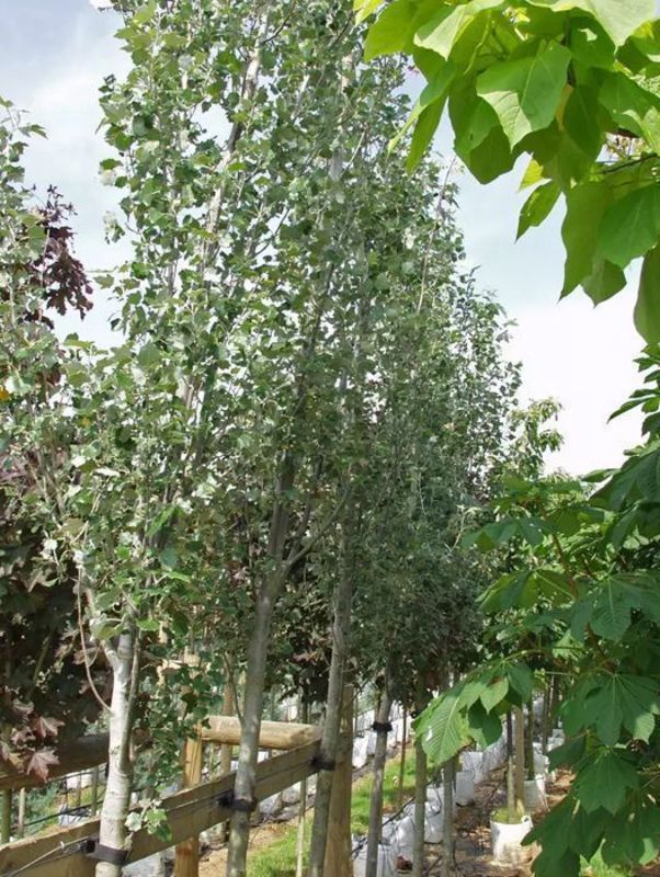 Тополь белый Ракет (Populus alba 'Raket')