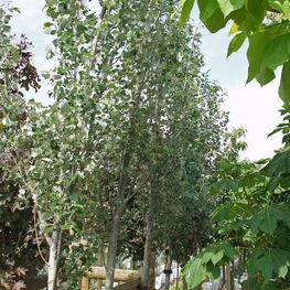 Тополь белый Ракет (Populus alba 'Raket')