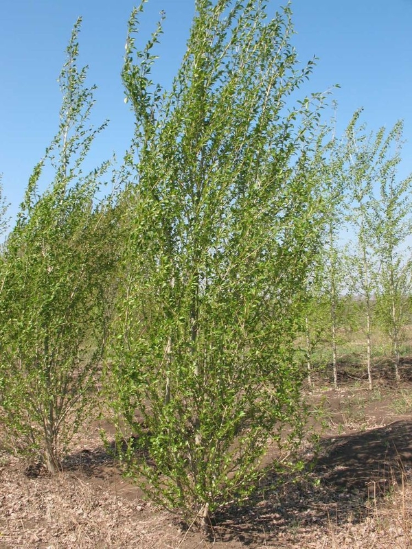 Тополь китайский пирамидальный