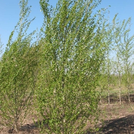 Тополь китайский пирамидальный