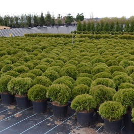 Туя западная Даника (Thuja occidentalis 'Danica')