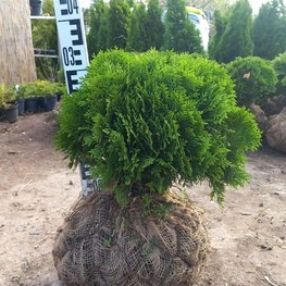 Туя западная Даника (Thuja occidentalis 'Danica')