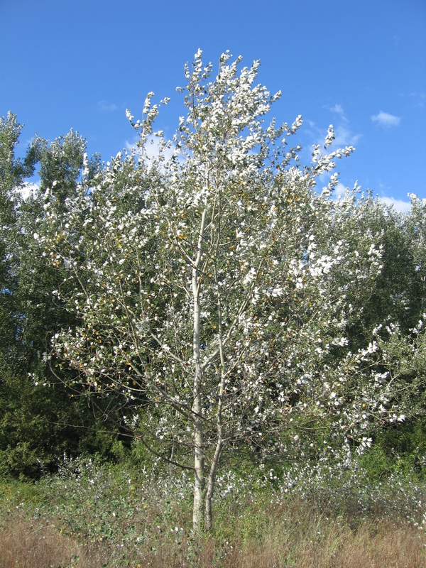 Тополь серебристый (Populus alba)