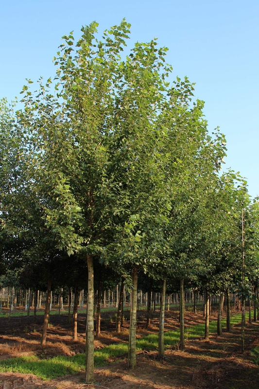 Тополь лавролистный (Populus laurifolia)