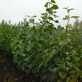 Тополь лавролистный (Populus laurifolia)