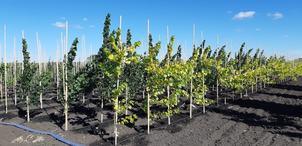Тополь канадский Серотина Аурея (Populus x canadensis 'Serotina Aurea')