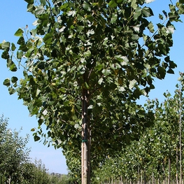 Тополь бальзамический "Populus balsamifera"