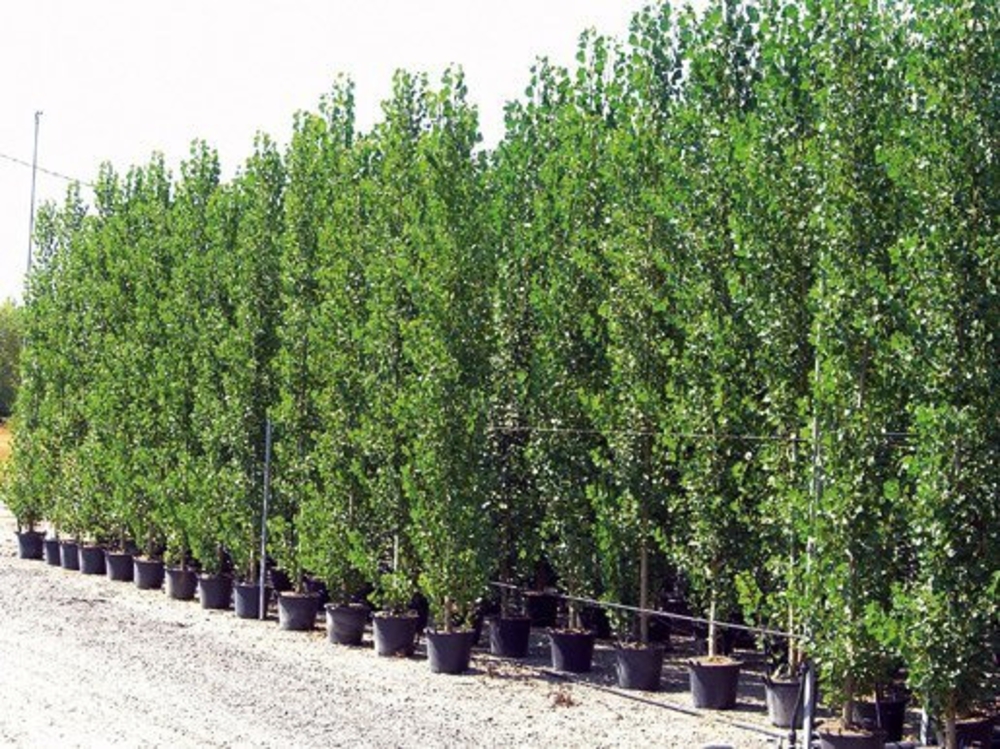 Тополь гибридный Пионер (Populus x 'Pioner')