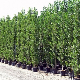 Тополь гибридный Пионер (Populus x 'Pioner')