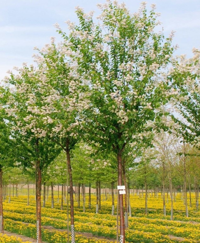 Черемуха Маака Амбер Бьюти (Prunus maackii 'Amber Beauty')