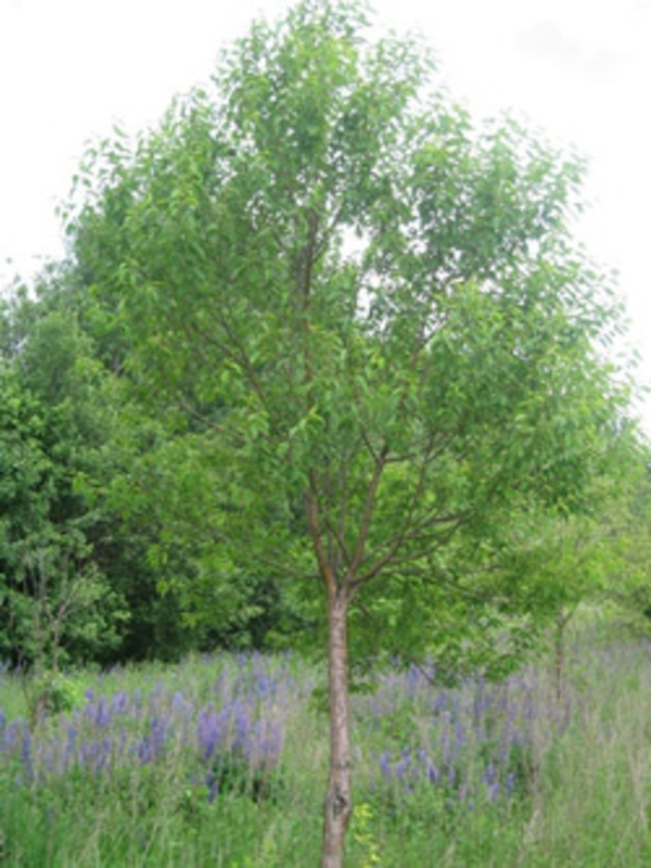 Черемуха обыкновенная (Prunus padus)