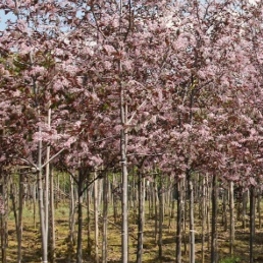 Черемуха обыкновенная Колората (Prunus padus 'Colorata')