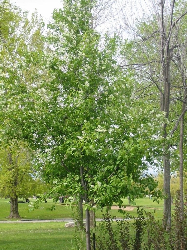 Черемуха виргинская (Prunus virginiana)