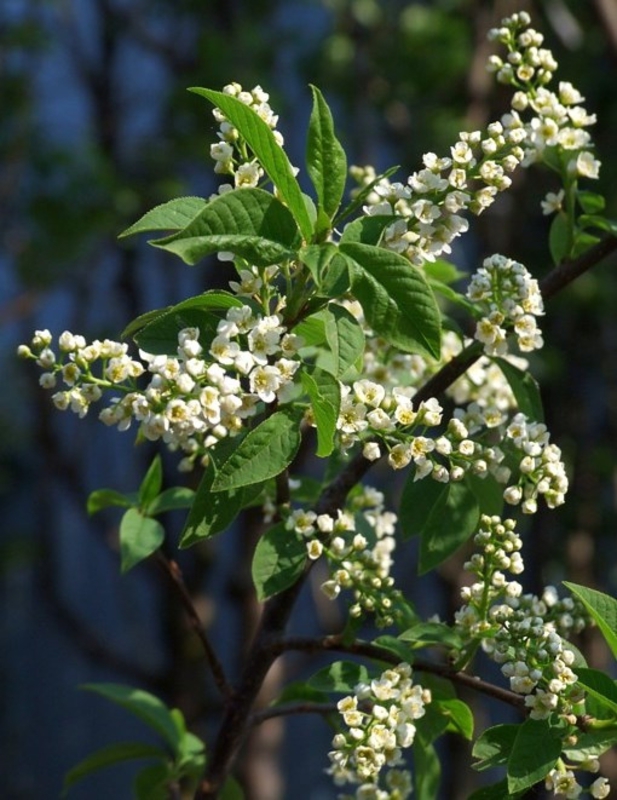 Черемуха обыкновенная Нана (Prunus padus 'Nana')