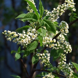 Черемуха обыкновенная Нана (Prunus padus 'Nana')