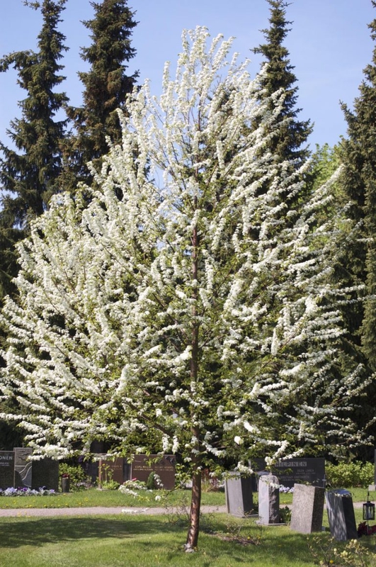 Черёмуха пенсильванская (Prunus pensylvanica)