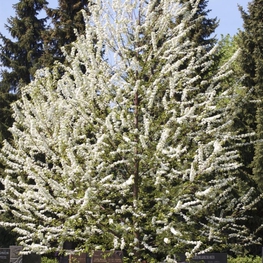 Черёмуха пенсильванская (Prunus pensylvanica)