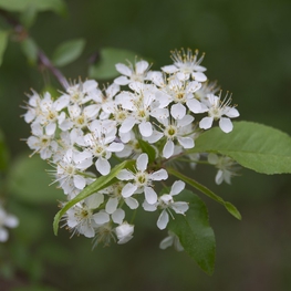 Черёмуха пенсильванская (Prunus pensylvanica)