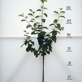 Яблоня Синап Орловский (Malus domestica 'Sinap Orlovsky')