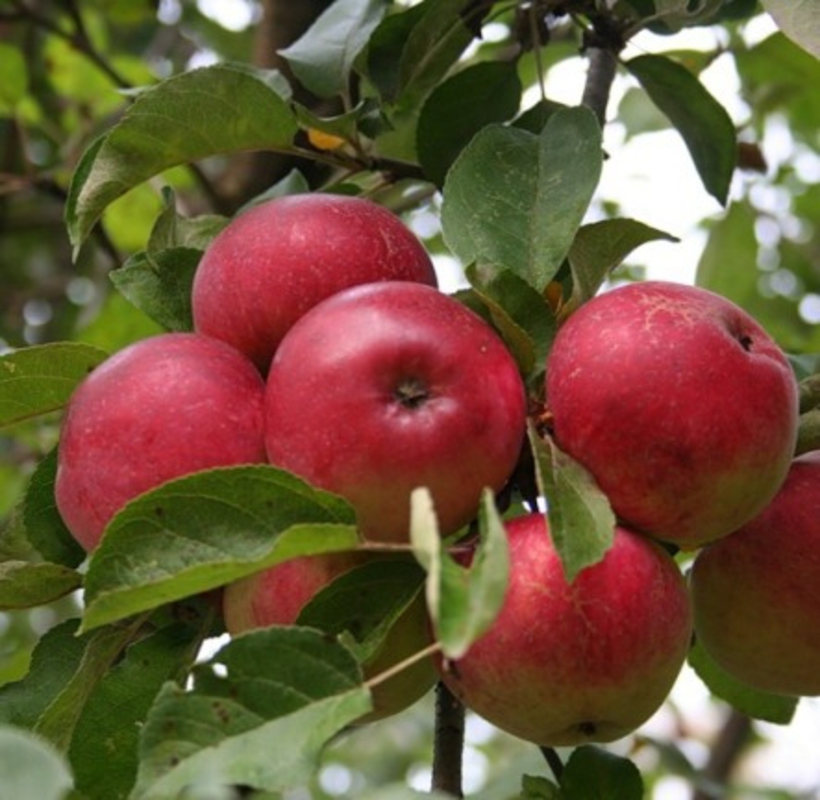 Яблоня Мельба (Malus domestica 'Melba')