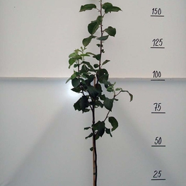 Яблоня Мельба (Malus domestica 'Melba')